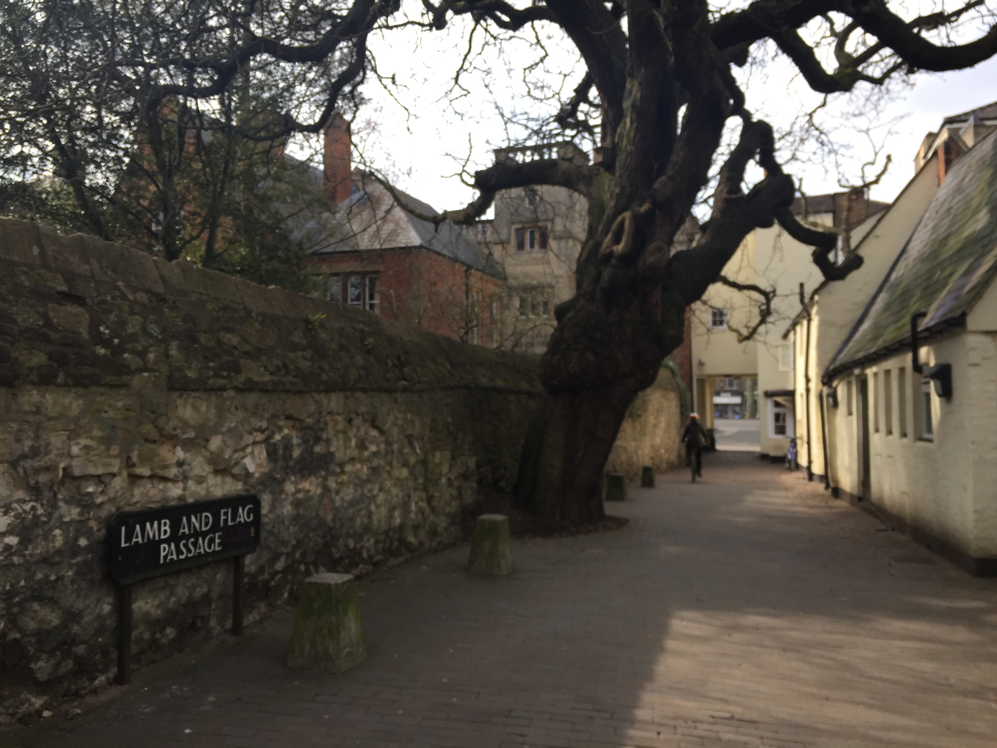 Oxford street scene with gnarled tree